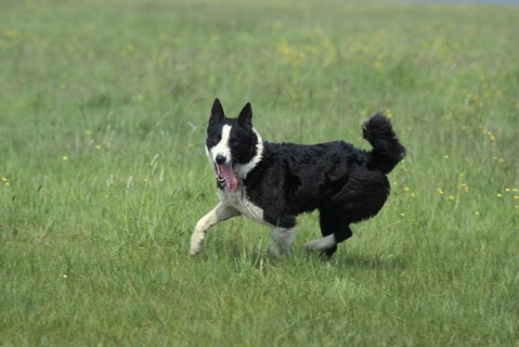 Karelian bear dog runs on grass