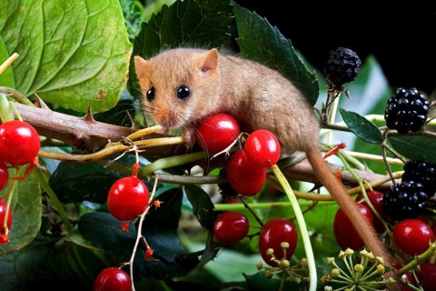 Common Dormouse (muscardinus avellanarius), Adult standing on Branch with Blackberries and Red