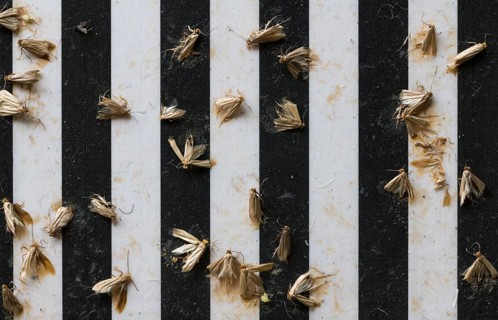 Common clothes moths (Tineola bisselliella) on adhesive strips of a moth trap, Frankfurt am Main,