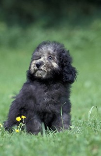 Grey Miniature Poodle Dog, Puppy