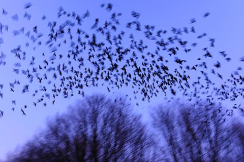 Western jackdawsschwarm (Corvus monedula) , Lower Saxony, Germany, Europe