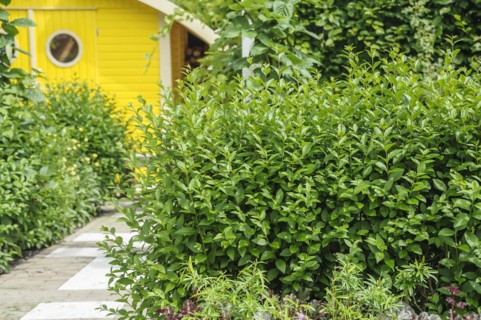 Privet (Ligustrum ovalifolium), Appeltern, Gelderland, Netherlands