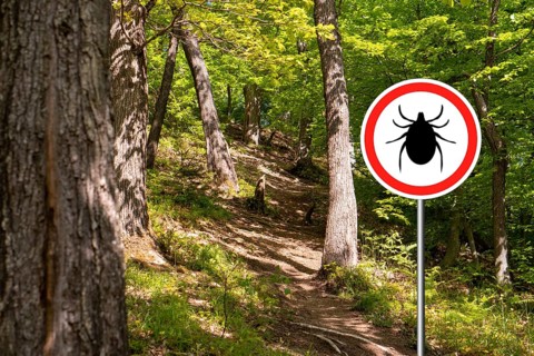 Tick insect warning sign in infected forest. Lyme disease and meningitis transmitter