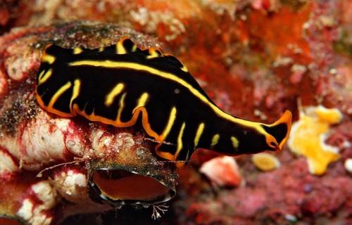 Flatworm, whirlpool worm, Planthelminthes, Indonesia, Wakatobi Dive Resort, Sulawesi, Indian Ocean,