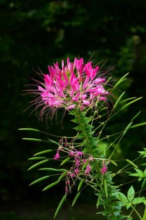 Spider flower