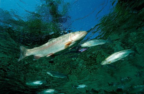 Rainbow trout, Oncorhynchus mykiss, Germany, Bavaria, Europe