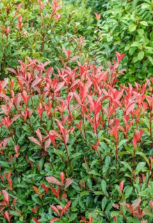 Photinia × fraseri 'Carré Rouge', Cambridge Botanical Garden, Germany, Europe