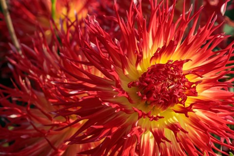 Red dahlia flower with yellow centre and pointed petals, illuminated by sunlight, legden,