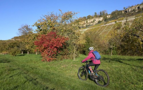 Nice senior woman riding her electric mountain bike in the steep, autumn coloured vineyards of the