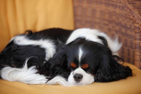 Cavalier King Charles Spaniel, tricolour