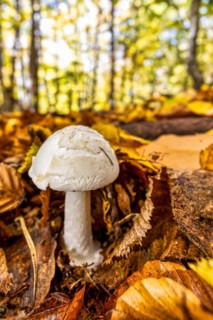 Poisonous mushrooms yellow button mushroom
