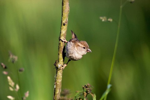 House Sparrow (passer domesticus), Female standing on Branch, Normandy