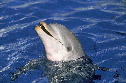 BOTTLENOSE DOLPHIN (tursiops truncatus), HONDURAS