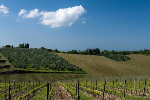 Vineyards, Chianti region, Tuscany, Italy, Europe