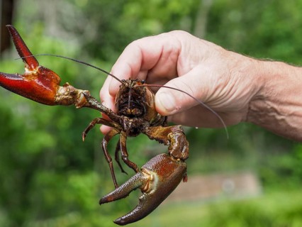 Signal crayfish (Pacifastacus leniusculus), in a hand