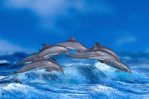 Bottlenose Dolphins (Tursiops truncatus)