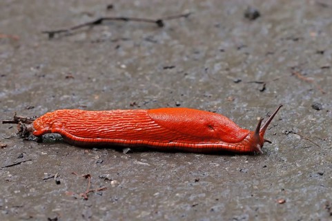 Red slug (Arion rufus), North Rhine-Westphalia, red slug, great slug, free-standing, Germany,