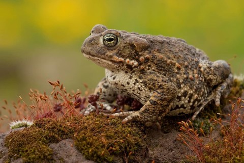 Natterjack toad (Epidalea calamita), Germany, Europe