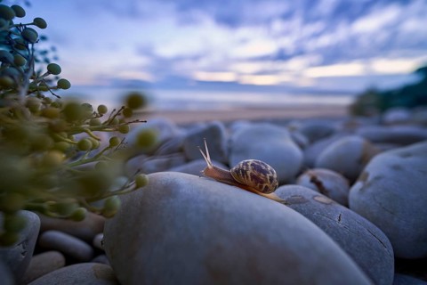 A periwinkle (Theba pisana) crawls over large stones on the beach of Vauville, France, towards a