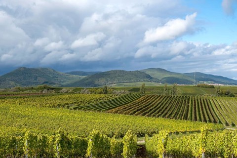 View over vineyards to the Palatinate Forest, Haardtrand, German or also Southern Wine Route,