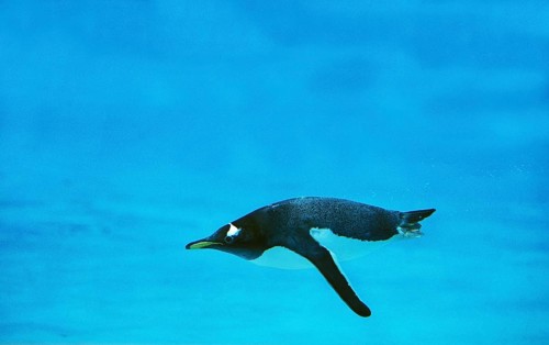 GENTOO gentoo penguin (pygoscelis papua), ADULT SWIMMING