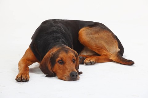 Ogar Polski, Polish Hunting Dog