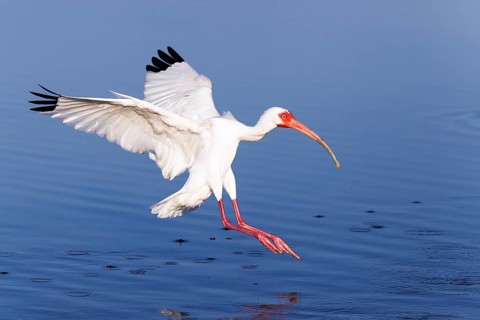 American white ibis (Eudocimus albus), Snow Ibis, White Ibis, Florida, USA, North America
