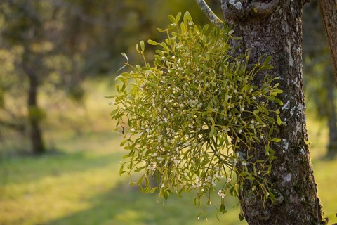 White-berried mistletoe (Viscum album), parasite, Schwäbisch Hall, Kochertal, Heilbronn-Franken,