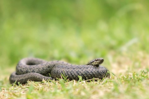 Smooth Snake (Coronella austriaca), Zillertal, Tyrol, Austria, Europe