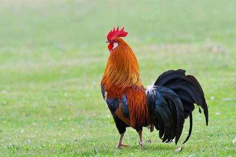 Red junglefowl (Gallus gallus), cock stands in a meadow, Emsland, Lower Saxony, Germany, Europe