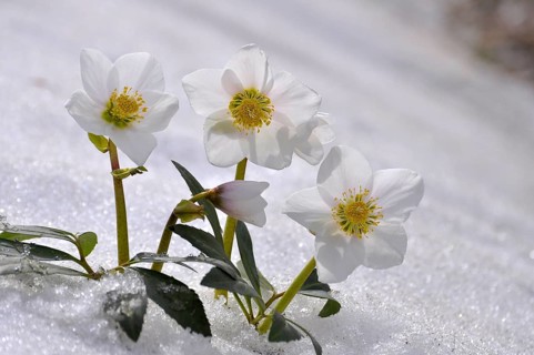 Snow Roses, Christmas Roses (Helleborus niger) in the Snow, Thaw
