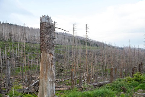 Spruce monoculture, standing and lying dead spruces after bark beetle infestation at the Brocken,