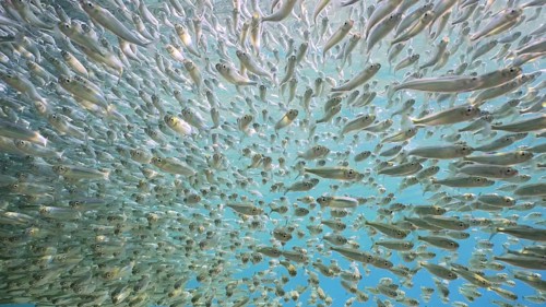 Large shoal of small brightly fishes Hardyhead Silverside swimming on camera in blue water on