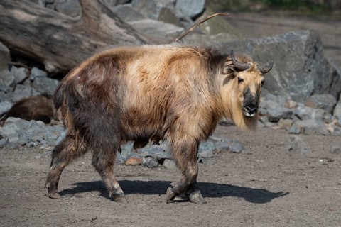 Sichuan takin (Budorcas Taxicolor tibetana) Asia