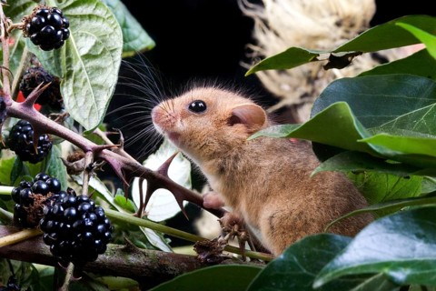 COMMON hazel dormouse (muscardinus avellanarius), ADULT IN BRAMBLE, NORMANDY IN FRANCE