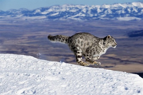 Snow Leopard or Ounce, uncia uncia, Portrait running on Snow