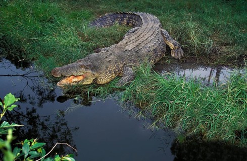 Australian Saltwater Crocodile (crocodylus porosus) or Estuarine Crocodile, Adult with Open Mouth