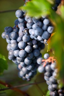 Red grapes on the vines of Villany (Villany) vineyards, Hungary, Basacsony, Balaton, Hungary,