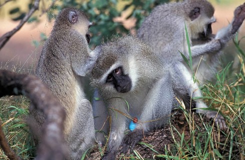 VERVET MONKEY (cercopithecus aethiops), GROUP GROOMING, KENYA