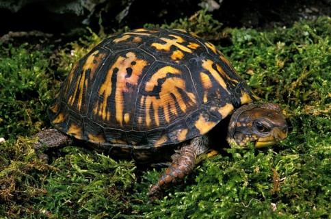 EASTERN BOX TURTLE (terrapene carolina)