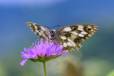 Marbled white (Melanargia galathea), Bressanone, South Tyrol, Italy, Europe