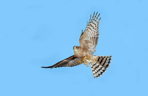 Eurasian sparrowhawk (accipiter nisus), adult in flight