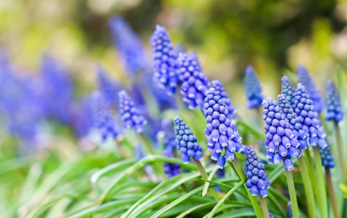 Blue buds flowers (Muscari armeniacum) or Grape Hyacinth. Viper bow