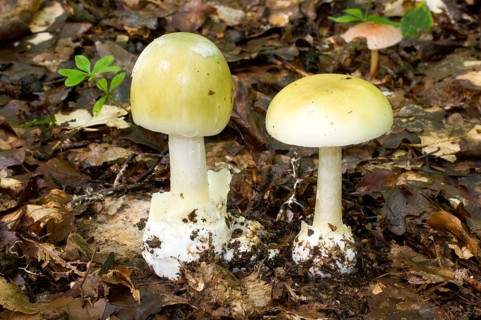 Amanita phalloides (Amanita phalloides), tuber leaf fungus