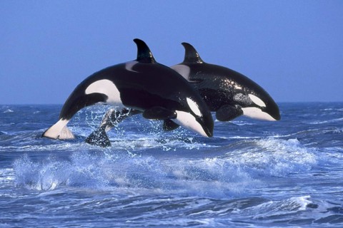 Orcas, killer whales (Orcinus orca), orcas (animals) (outside) (outdoor) (side) (adult) (movement)