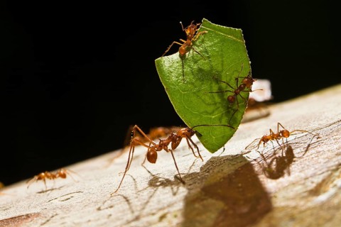 Leaf cutter ants carry leaf piece (Atta cephalotes), ant, ants, Costa Rica, Central America