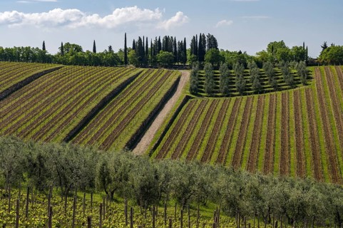 Vineyards near Castello di Ama, Chianti region, Tuscany, Italy, Europe