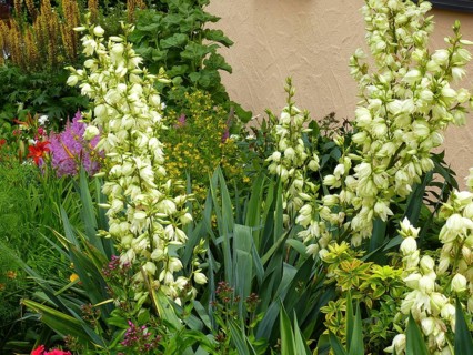 Yucca flowering in the garden, yuccas (Yucca), Yuccas