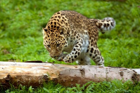 Amur amur leopard (panthera pardus orientalis), adult jumps over tree trunk