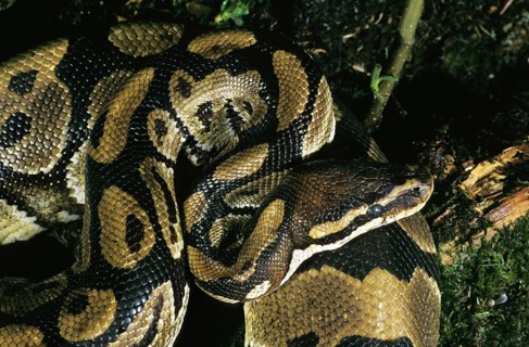 Royal Python (python regius), Adult